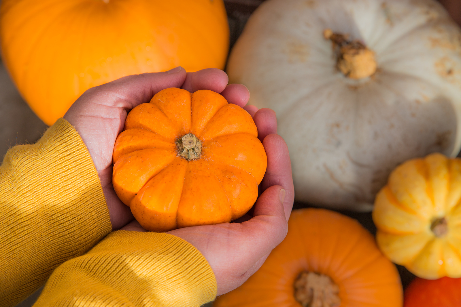 Tutte le proprietà della zucca