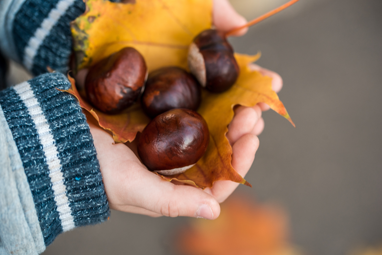 L’autunno con le sue castagne
