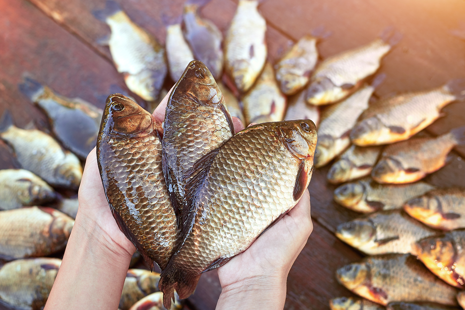 Sano come un pesce