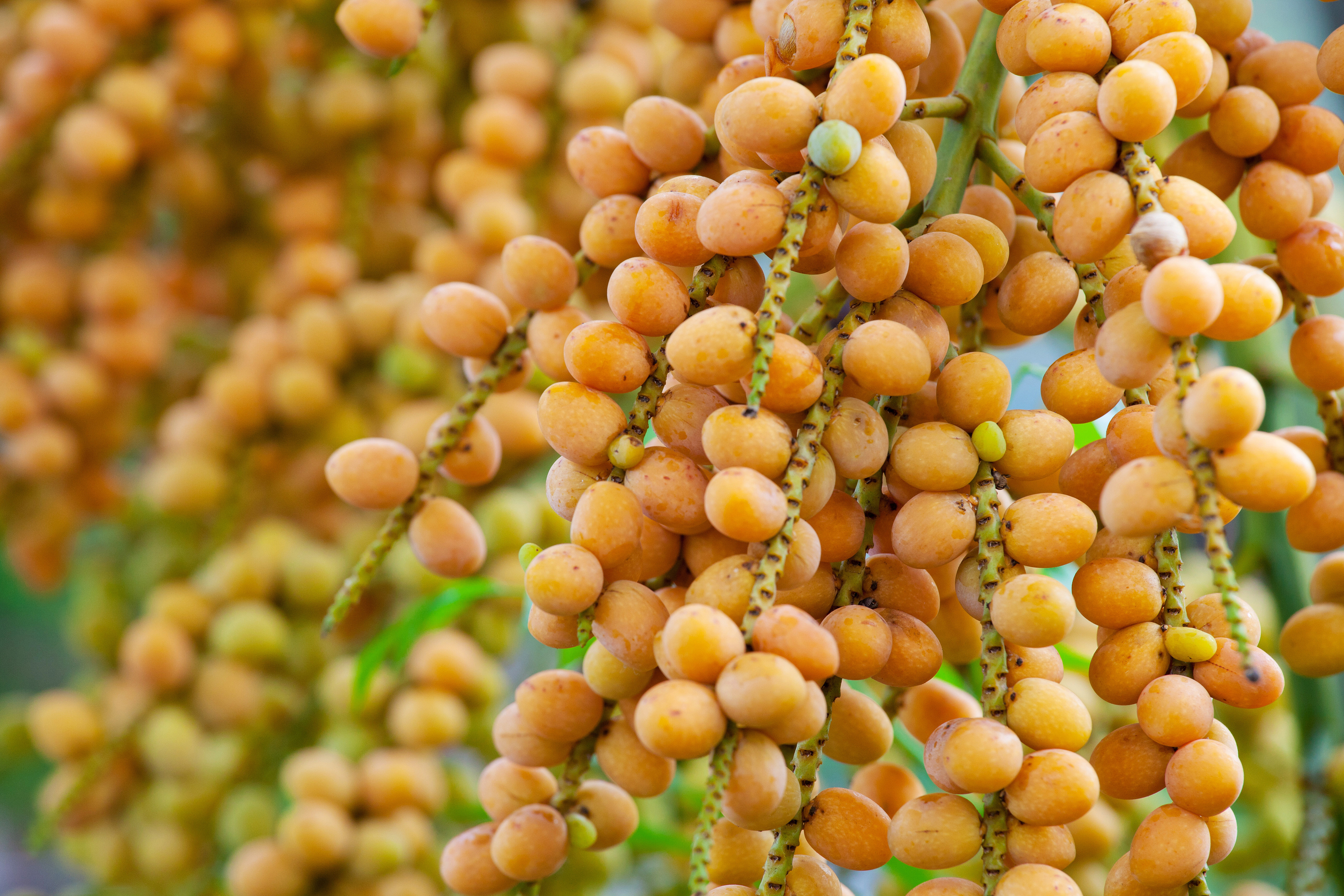Tutto quello che c’è da sapere sull’olio di palma